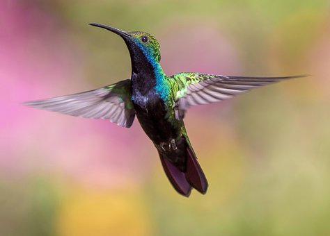 hummingbird-1854225__340